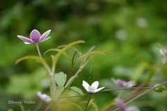 Anemone rivularis
